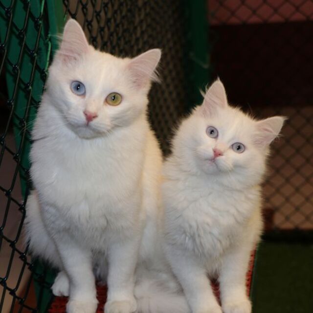 Kedi Villası'nda doğum sezonu tamamlandı