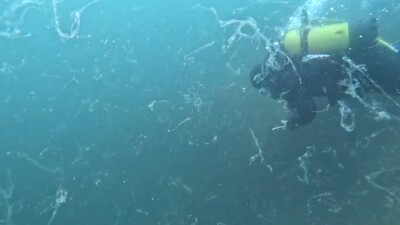 "Birkaç haftaya Marmara'yı sarabilir!"