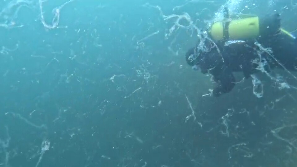 "Birkaç haftaya Marmara'yı sarabilir!"