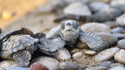 232 binden sadece 500'ü hayatta kalabilecek