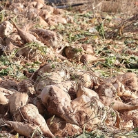 Şeker pancarı alım fiyatı belli oldu