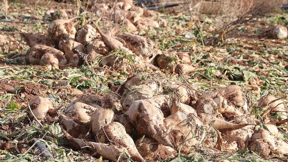 Şeker pancarı alım fiyatı belli oldu
