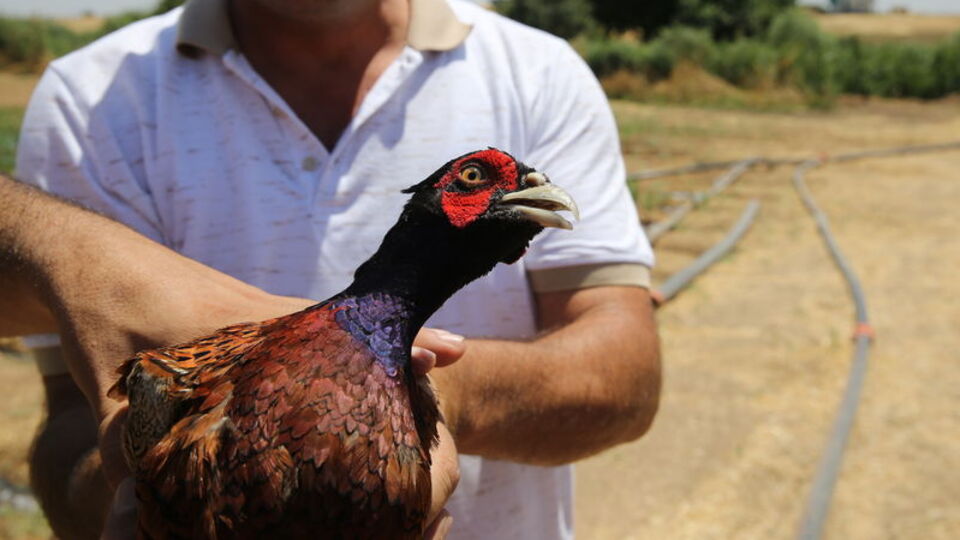 Keneyle mücadelede doğaya 982 bin 892 keklik ve sülün salındı