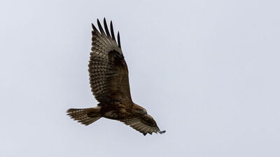 Rüzgara rağmen avlanmaya çalıştı!