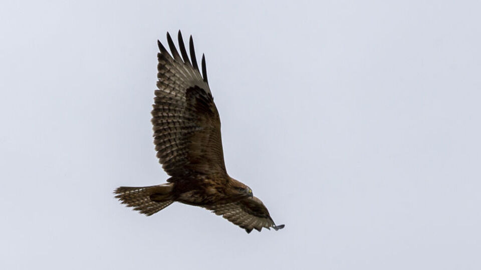 Rüzgara rağmen avlanmaya çalıştı!