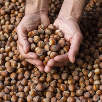 Giresun fındığının kilosu 352 TL