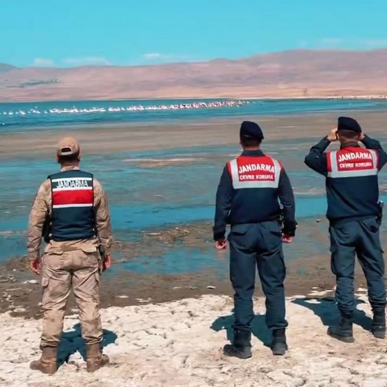 Erçek'teki flamingoları jandarma koruyor
