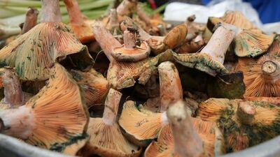 Mantar zehirlenmesinde kritik uyarı!