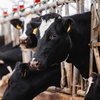 Rekabet'ten süt-yem uygulamasına tedbir