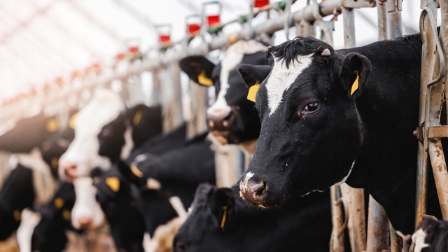 Rekabet'ten süt-yem uygulamasına tedbir