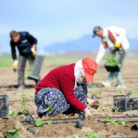 Tarım BAĞ-KUR’luları dikkat!