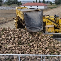 Şeker pancarı alım fiyatı revize edildi