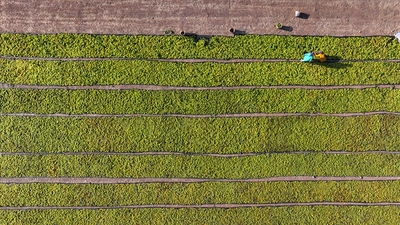 Çiftçilere 349 milyon liralık destek ödemesi