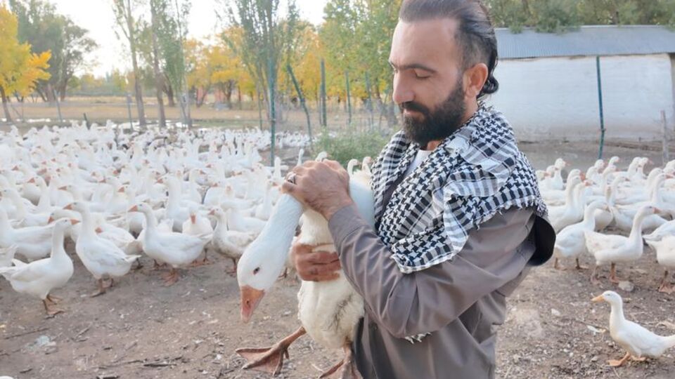 Şaşırtan bağ! Islıkla etrafına topluyor