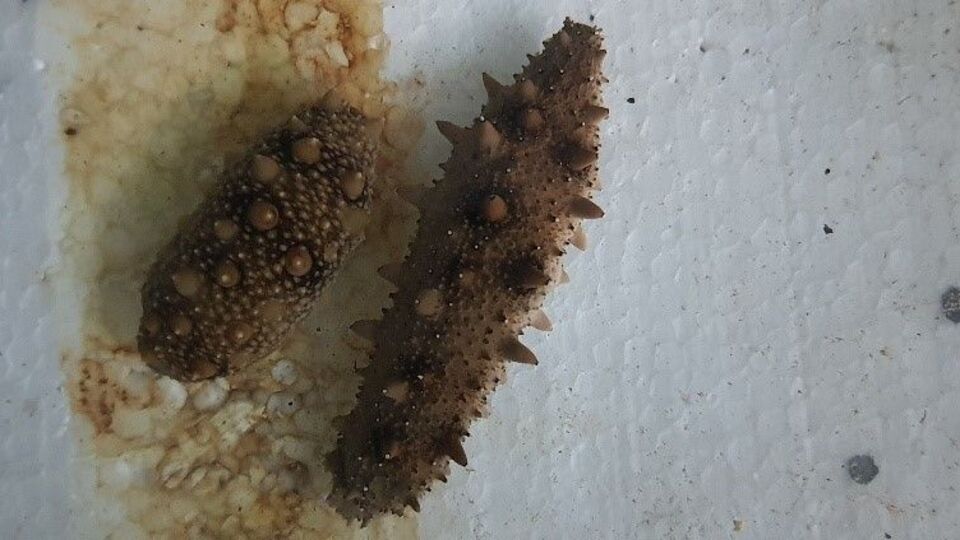 Japon denizhıyarının popülasyonu araştırılacak