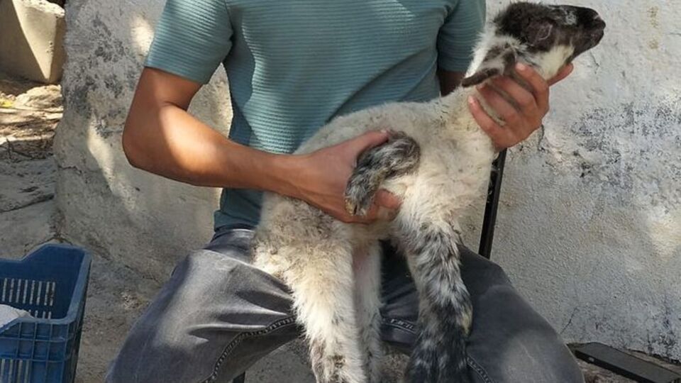 5 ayaklı kuzu dünyaya geldi