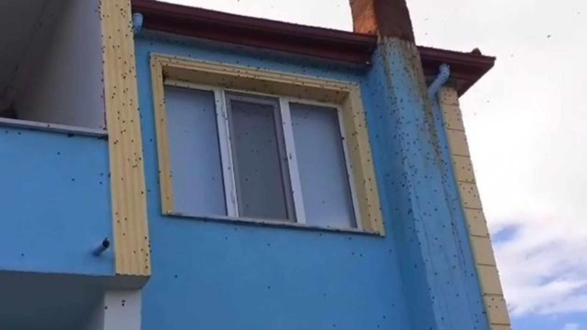 Bartın'da kahverengi kokarca istilası kabusa dönüştü | Son dakika haberleri