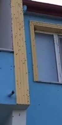 Bartın'da kabus! Ev ve arabaları istila ettiler