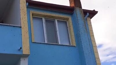 Bartın'da kabus! Ev ve arabaları istila ettiler