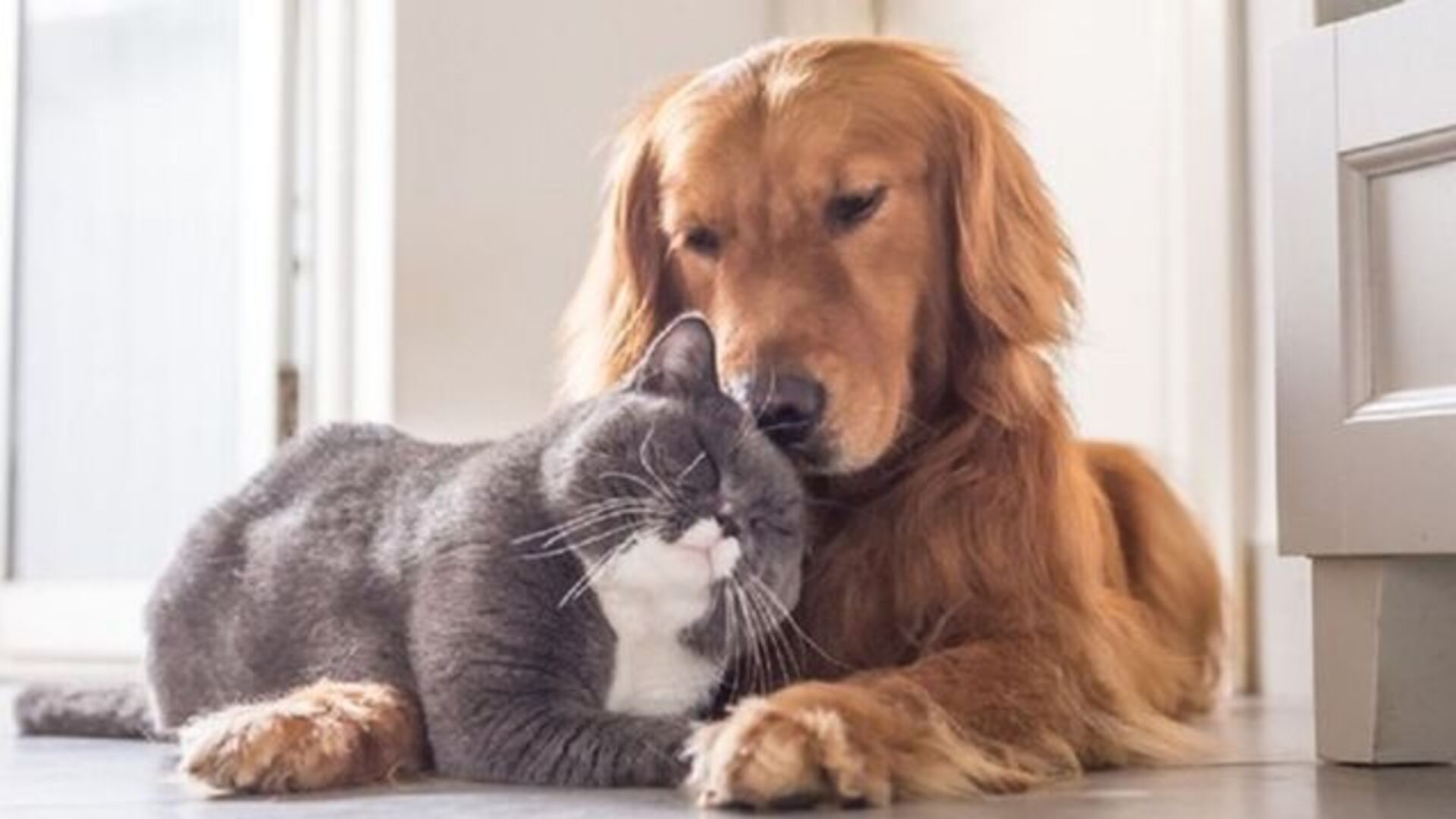 4 Ekim ne günü, bugün ne günü? Hayvanları Koruma Günü nedir?