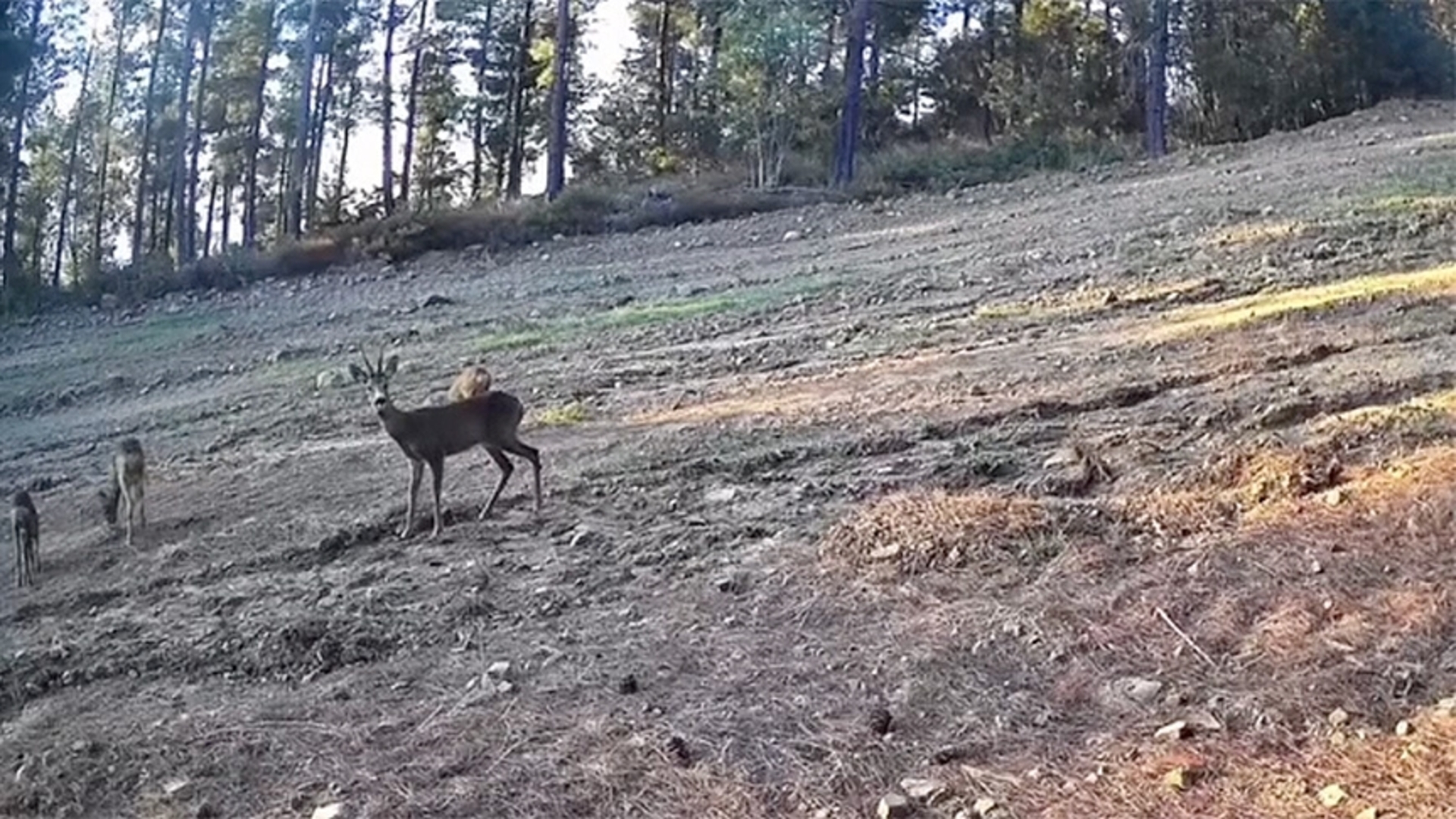 Tekirdağ'da karaca ve yavruları ormanda fotokapanla görüntülendi