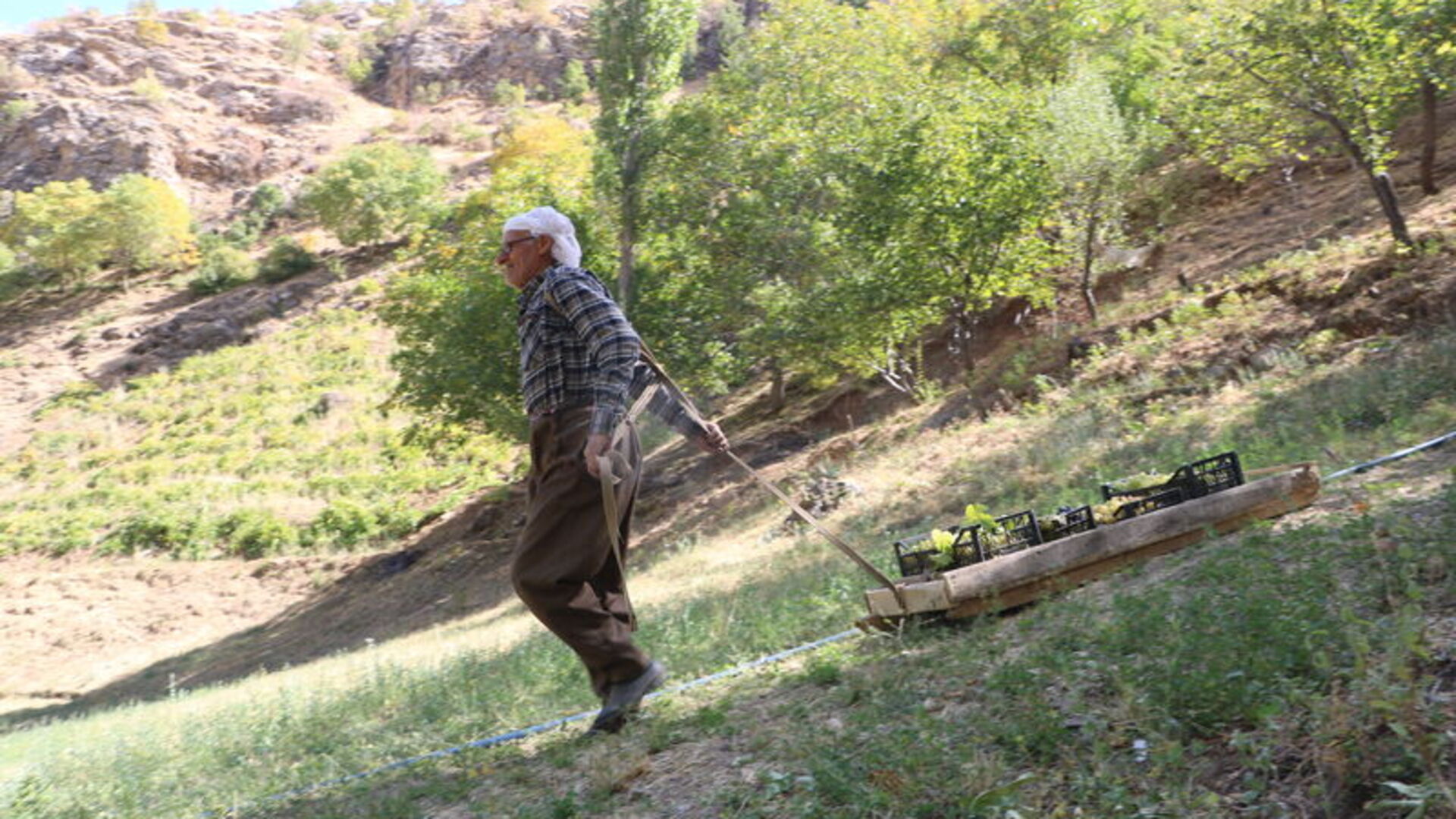 80 yaşında, her yıl tonlarca üzümü kızakla köyüne taşıyor