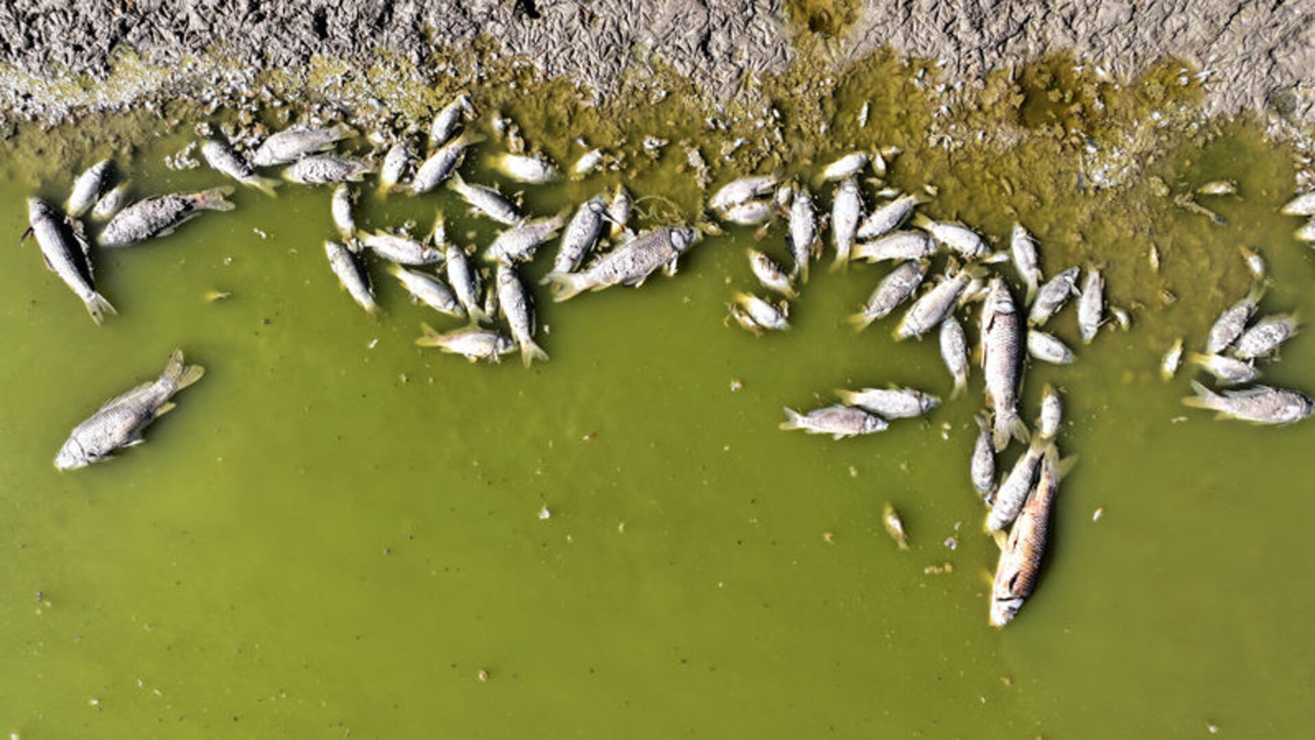 Kayseri'de Tozlu Göleti'nde balık ölümleri | Son dakika haberleri