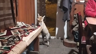 İnsanlardan kaçmıyor! Kamelyada besliyorlar