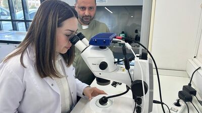 Zeron buğdayından organik bulgur üretildi