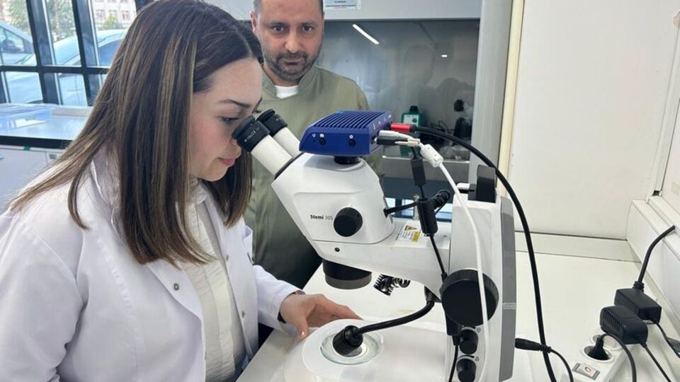 Zeron buğdayından organik bulgur üretildi