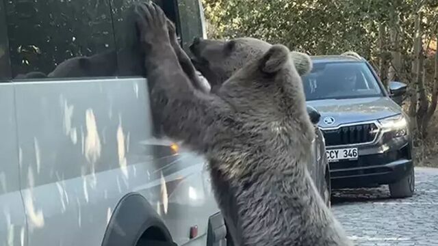 Popülasyonu 5 kat arttı: "Kontrollü avlanma" önerisi