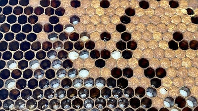 Apiterapi otoimmün hastalıkların tedavisinde umut oluyor