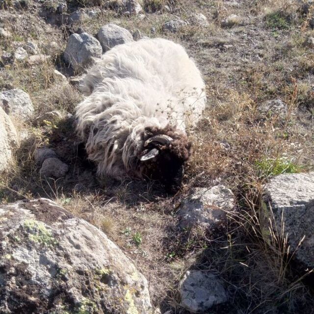 Köyde koyunlara ayı ve kurtlar saldırdı