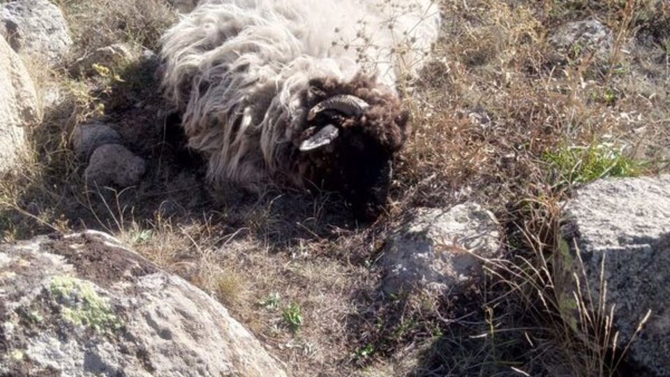 Köyde koyunlara ayı ve kurtlar saldırdı