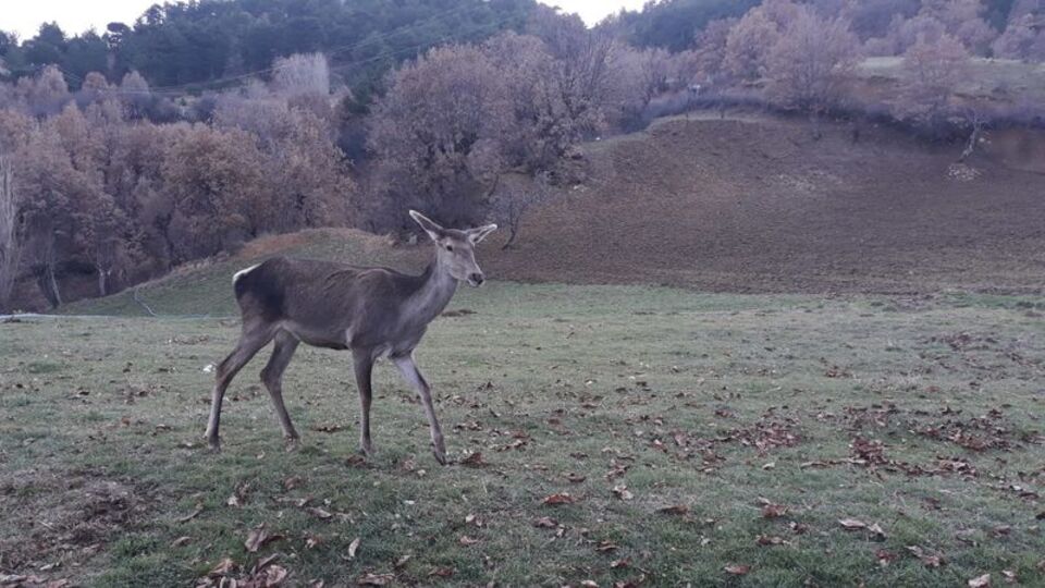 Ankara'da kaçak ava 580 bin lira ceza