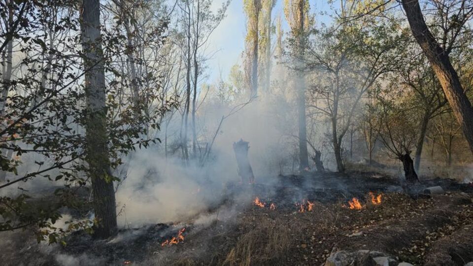 Yangında 620 dönüm alan zarar gördü