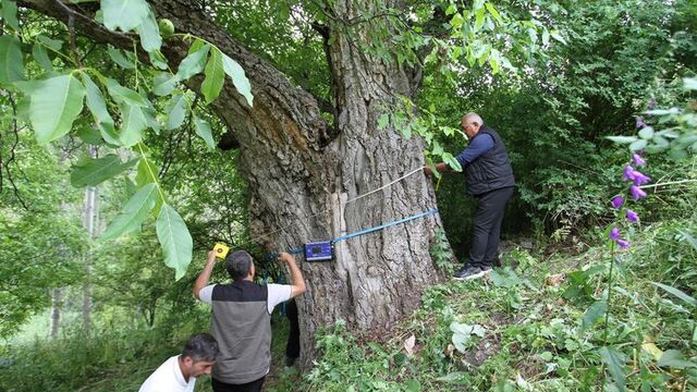 "350 yıllık" deniliyordu! Gerçek yaşı şaşırttı