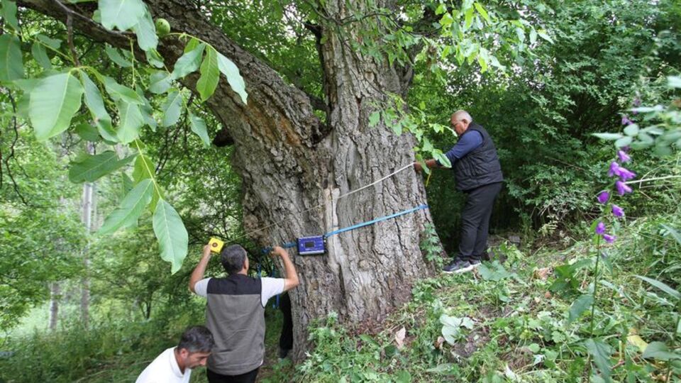 "350 yıllık" deniliyordu! Gerçek yaşı şaşırttı
