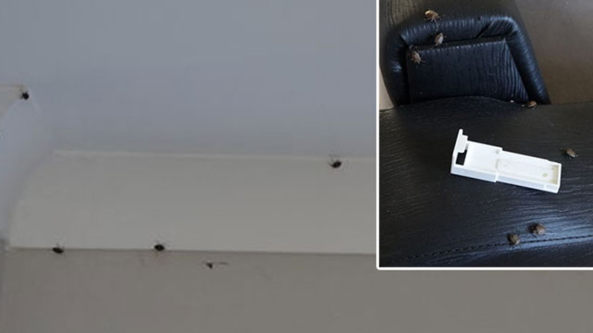 Biyosidal ilaçlama yapılıyor... Trabzon'da evleri istila etti | SON DAKİKA HABER | Son dakika haberleri