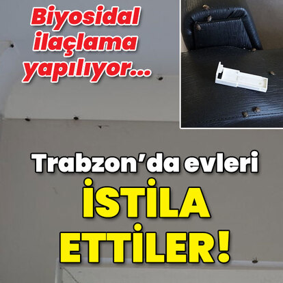 Biyosidal ilaçlama yapılıyor... Trabzon'da evleri istila etti!