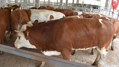 Nallıhan'da çiftçilere gebe düve desteği verdi