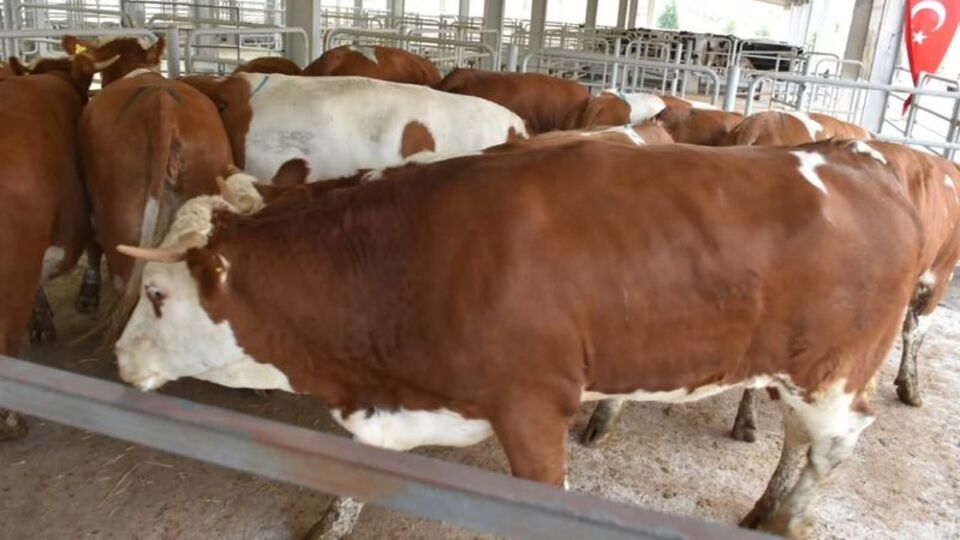 Nallıhan'da çiftçilere gebe düve desteği verdi