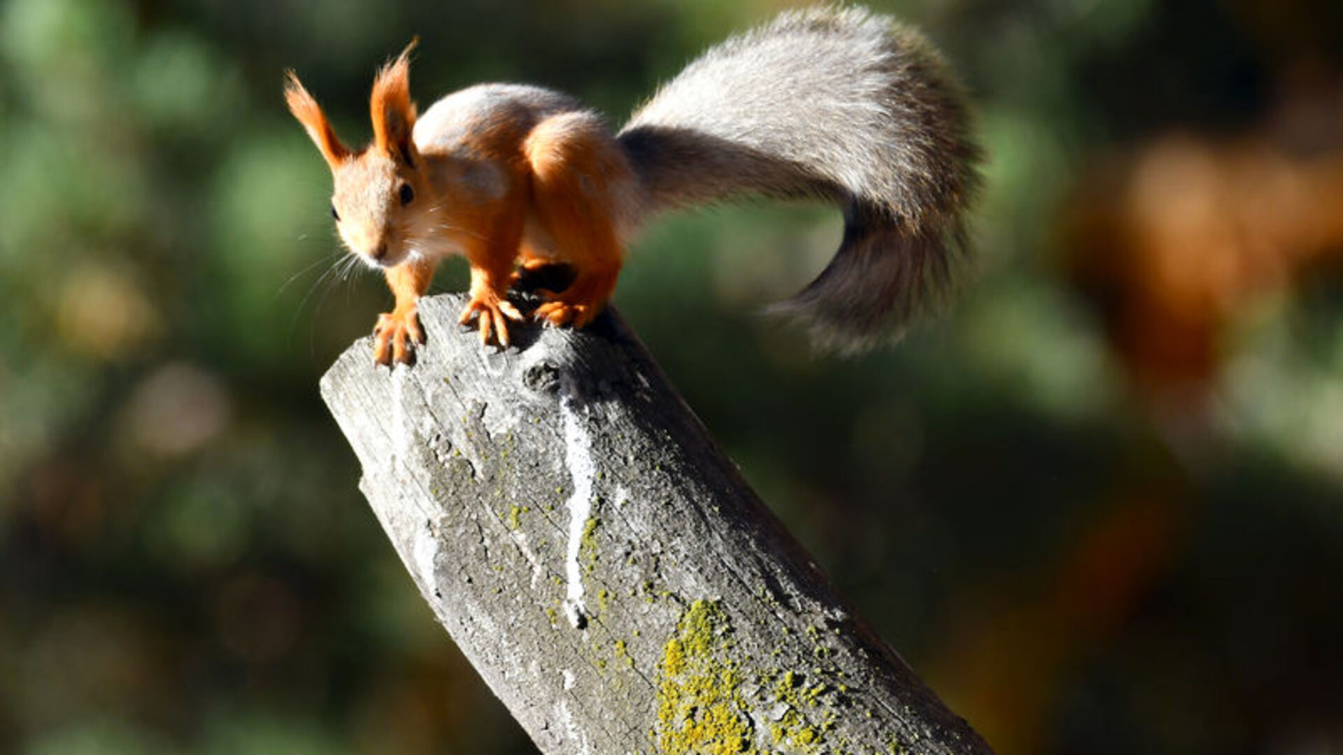 Kars'ta kızıl sincap ve ağaçkakanlar yaşam alanlarında görüntülendi