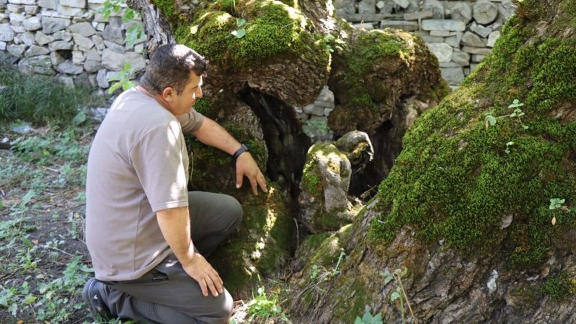 300 yıllık dut ağacında dikkat çeken detay