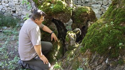 300 yıllık dut ağacında dikkat çeken detay