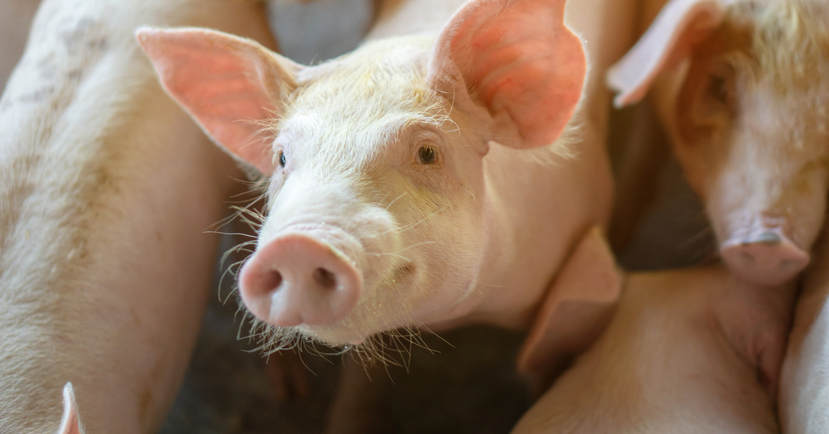 Le premier patient transplanté de foie de porc en Chine a vécu 171 jours – Actualités