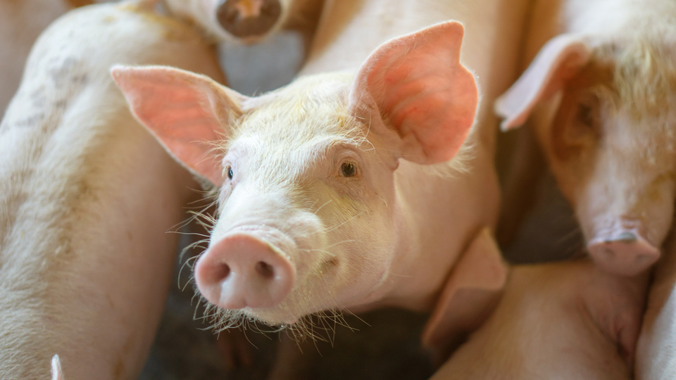 Tıp tarihinde ilk: Domuz karaciğeriyle 171 gün yaşadı