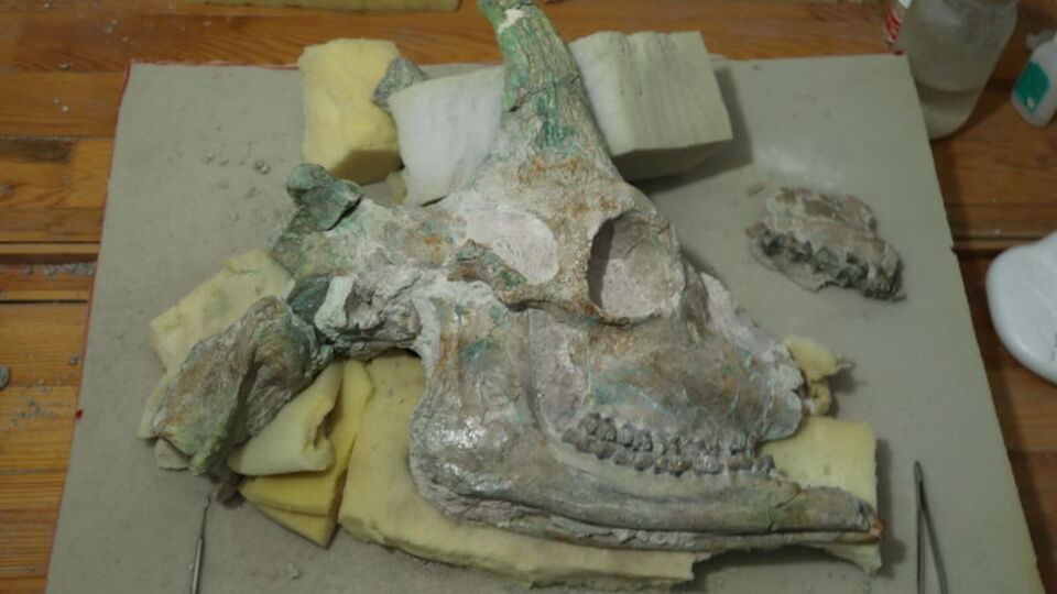 Çankırı'da bulundu... 9 milyon yıllık, bütün halde!