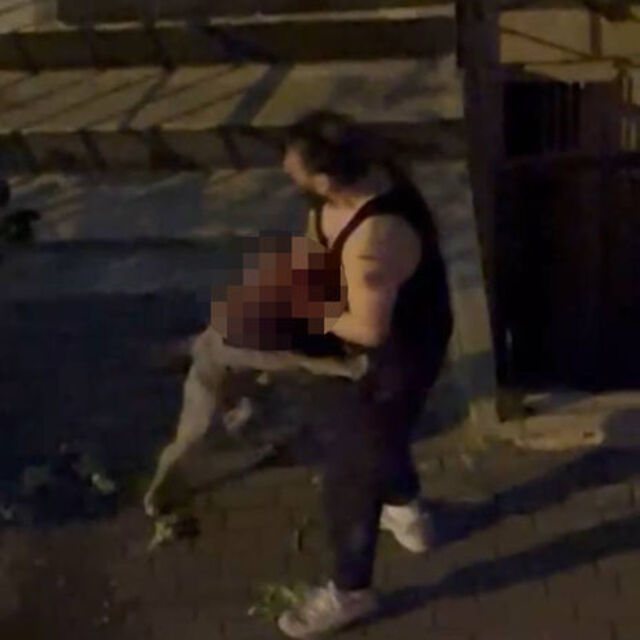Pitbull cinsi köpek sahibine saldırdı