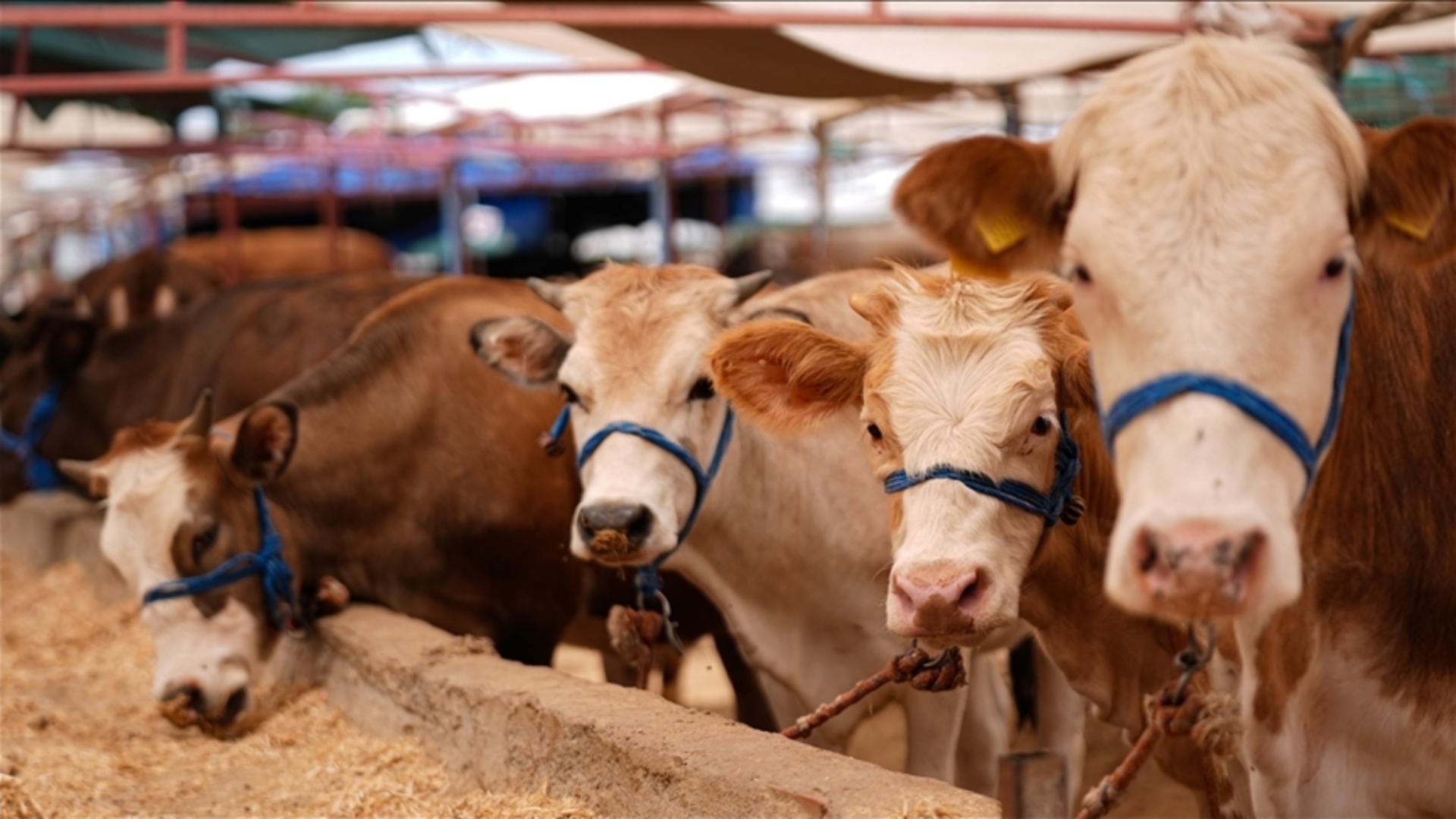 TÜSEDAD: Kırmızı et fiyatları erken kesim nedeniyle düştü - Alışveriş Haberleri